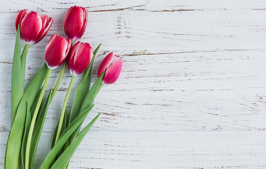 flowers, tulips, pink, fresh, wood, pink, flowers, tulips, spring , section цветы, spring flower tulip HD wallpaper