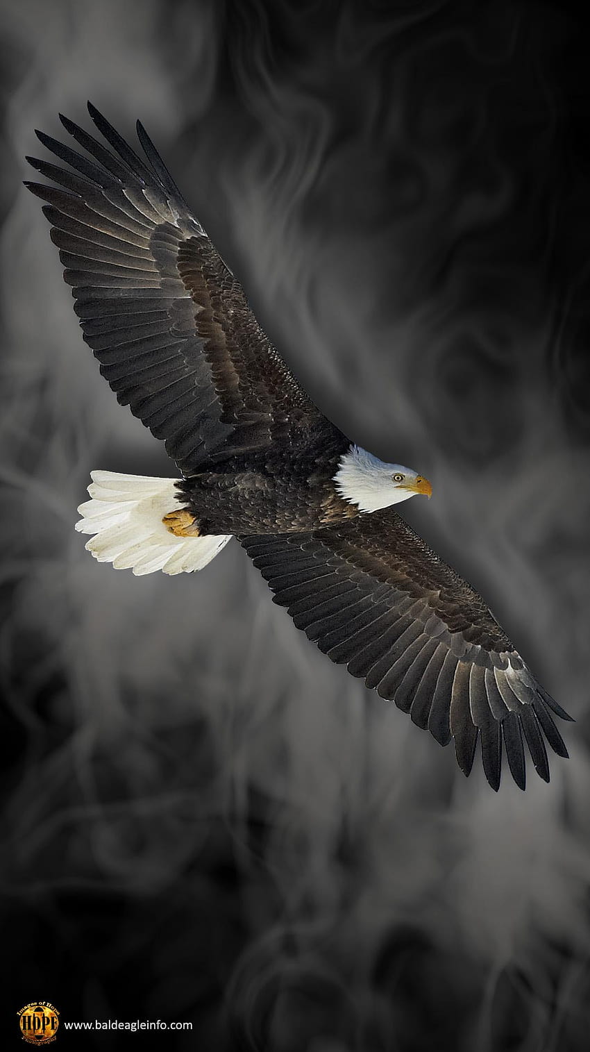 Mobile phone resolution 1080 X 1920, golden eagle phone HD phone wallpaper