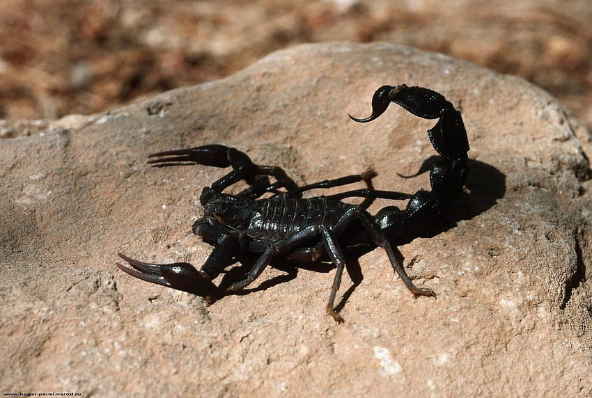 Insects Scorpions Animals, black scorpion HD wallpaper