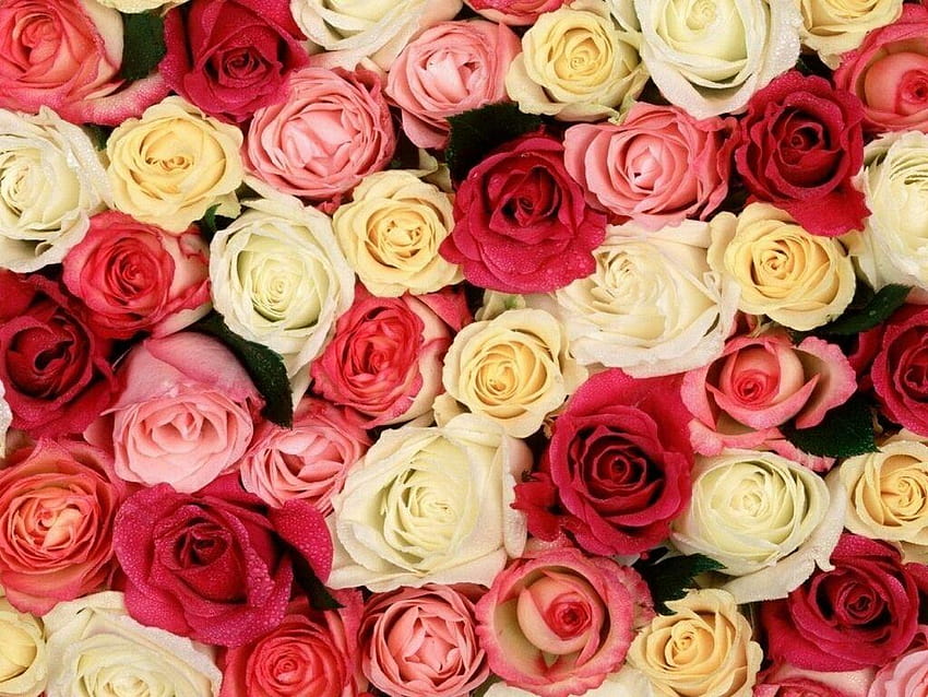 Flores para los amantes de las flores.: Hermosas flores rosas, rosas  bonitas fondo de pantalla | Pxfuel