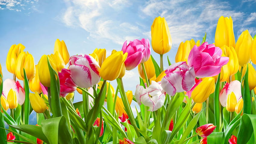 Top Spring Flowers Full [1366x768] untuk , Ponsel & Tablet Anda, pegas berwarna Wallpaper HD