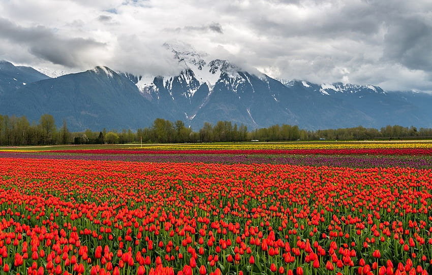 field, clouds, snow, landscape, flowers, mountains, mountain of tulips HD wallpaper