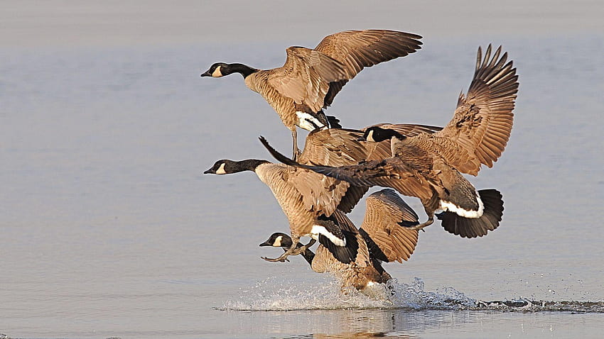 Wild Geese, goose hunting backgrounds HD wallpaper