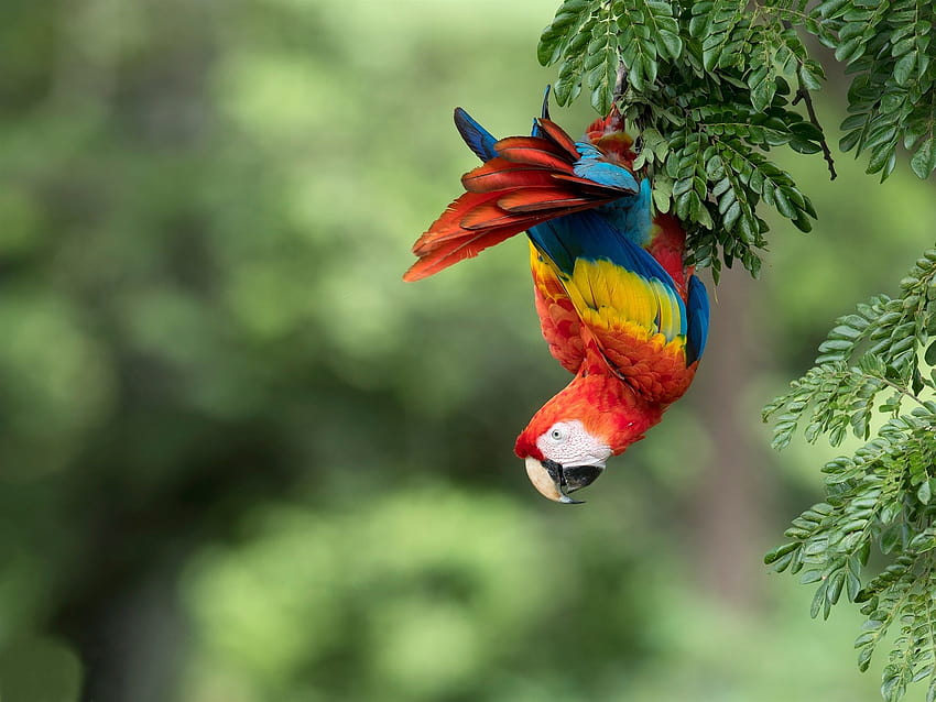 Parrot, macaw, colorful feathers, tree 1920x1440, macaw colourful HD wallpaper