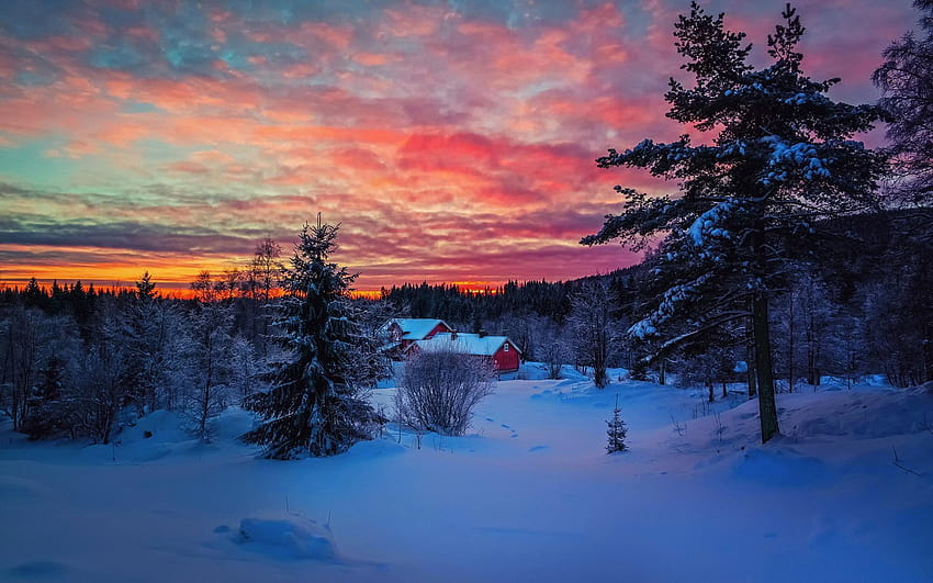 Snow Sunset, sunset behind the pines HD wallpaper