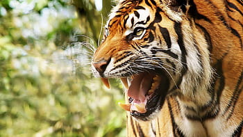 Tiger: Những chú hổ với sức mạnh hoành tráng và vẻ đẹp quyến rũ sẽ không thể làm bạn bị bỏ qua. Tận hưởng cảm giác gần gũi với loài vật hung dữ nhưng lại thể hiện sự dũng cảm và sự kiên cường. Click để xem thêm hình ảnh liên quan đến chú hổ của chúng ta.