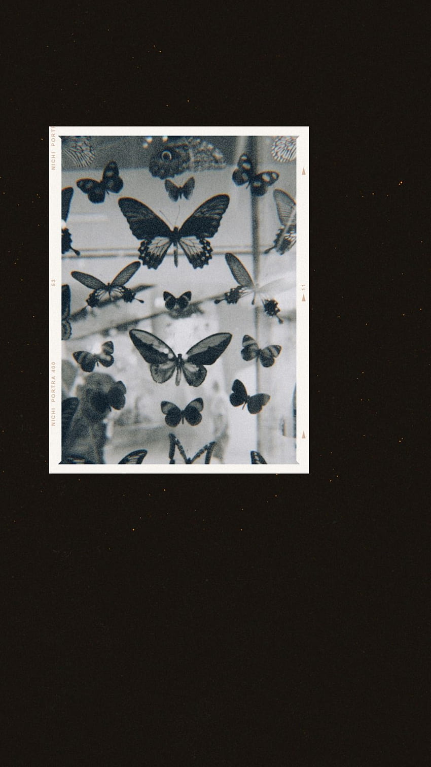 Superficial with a rotten soul, aesthetic butterflies HD phone wallpaper