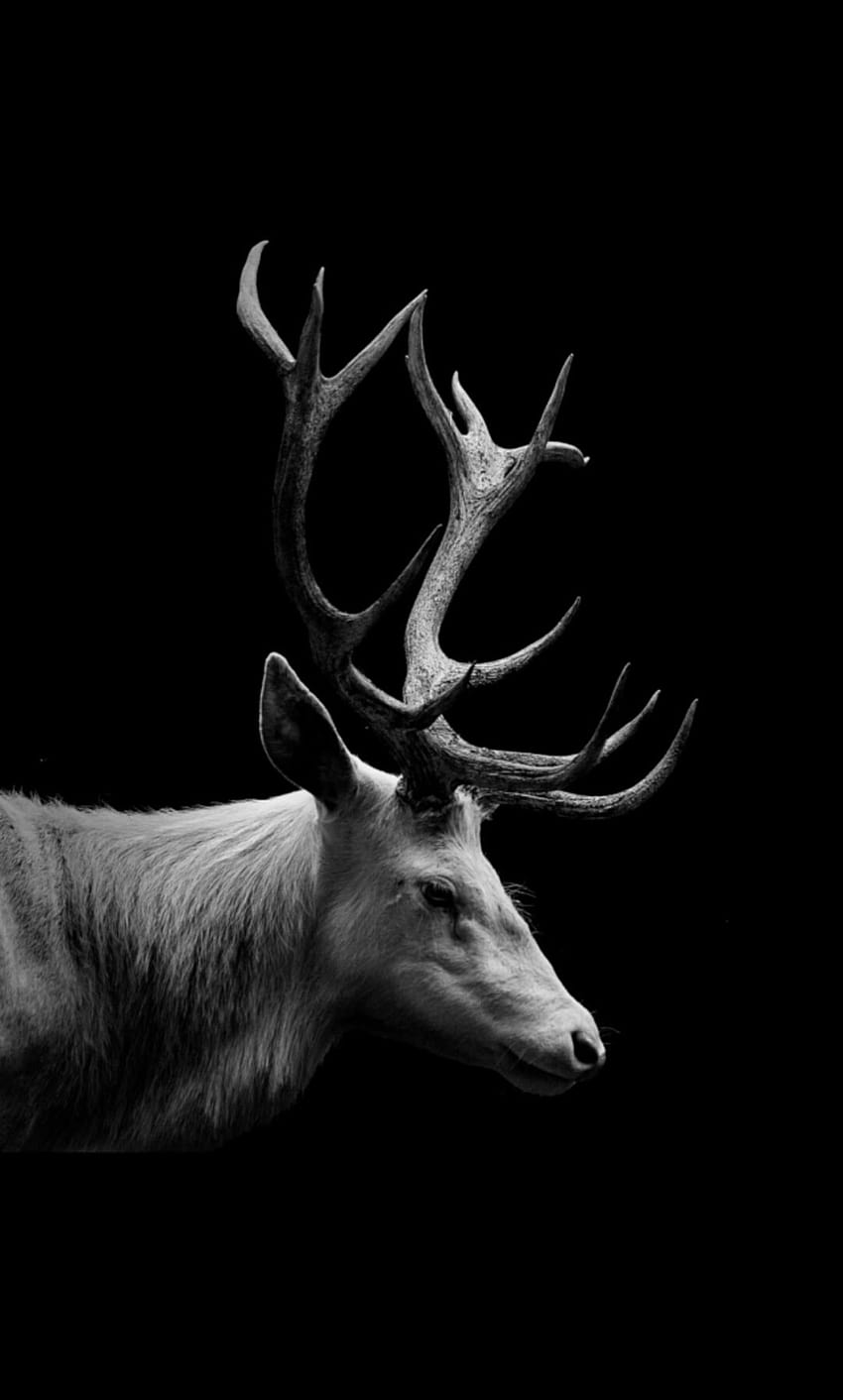 Pin di moose, animal elk wallpaper ponsel HD