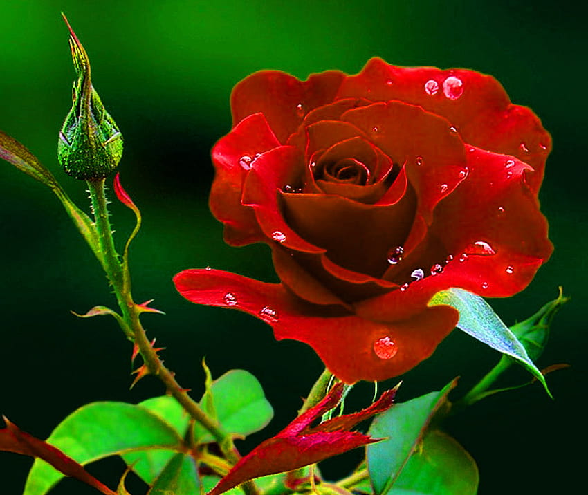 Rote Rosener für Freundin/Frau, red dp HD-Hintergrundbild