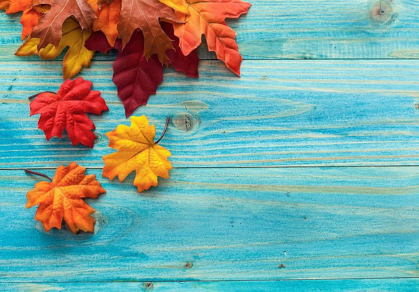 Misc: Fall Autumn Maple Wood Leaves for 16:9 High, fall leaf for mobile HD wallpaper