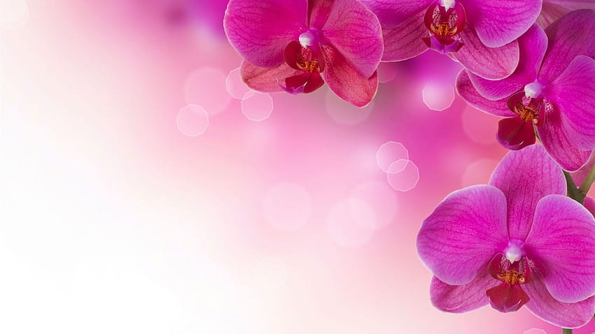 귀하의 , 모바일 및 태블릿을 위한 아름다운 난초 꽃 배경 20962 [1600x900] HD 월페이퍼