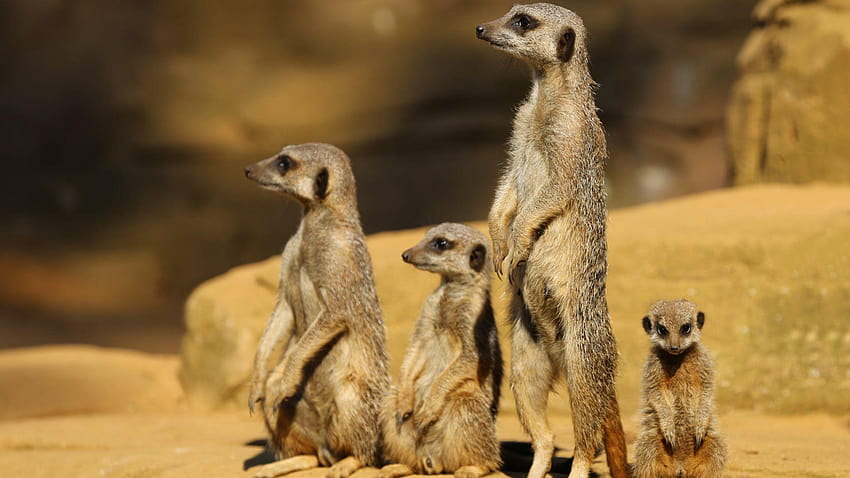 meerkats HD wallpaper