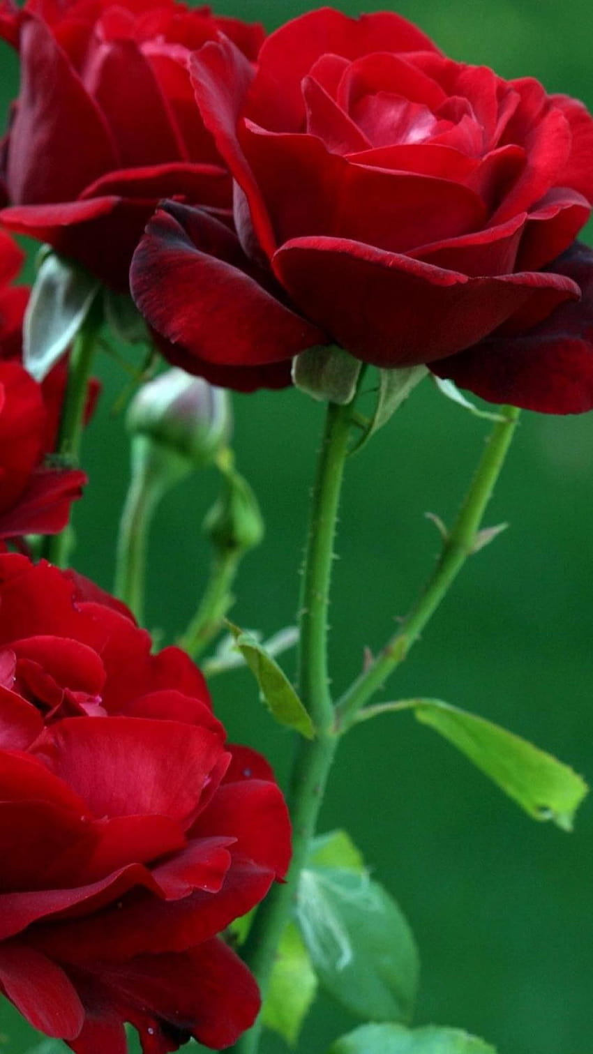 30 Iphone 6 モバイル用の赤いバラの花, 赤いバラ モバイル HD電話の壁紙