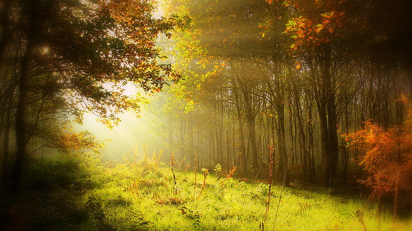 Raios de luz Outono Natureza Florestas Grama Árvores, floresta de outono luz solar horizontal papel de parede HD