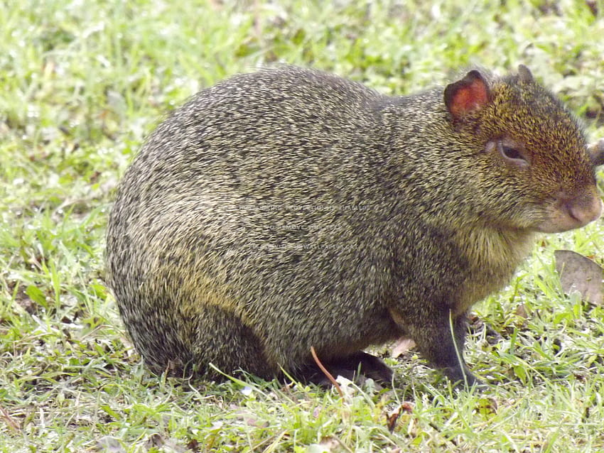 agouti large rodent in field animals HD wallpaper