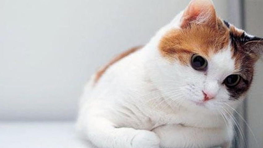 of Cute Cat on 1366×768 Of, calico cat HD wallpaper