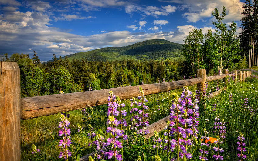 松の木の緑の森、緑の草、紫の花のある自然の山の春の山の風景 : 13、アメリカの春 高画質の壁紙