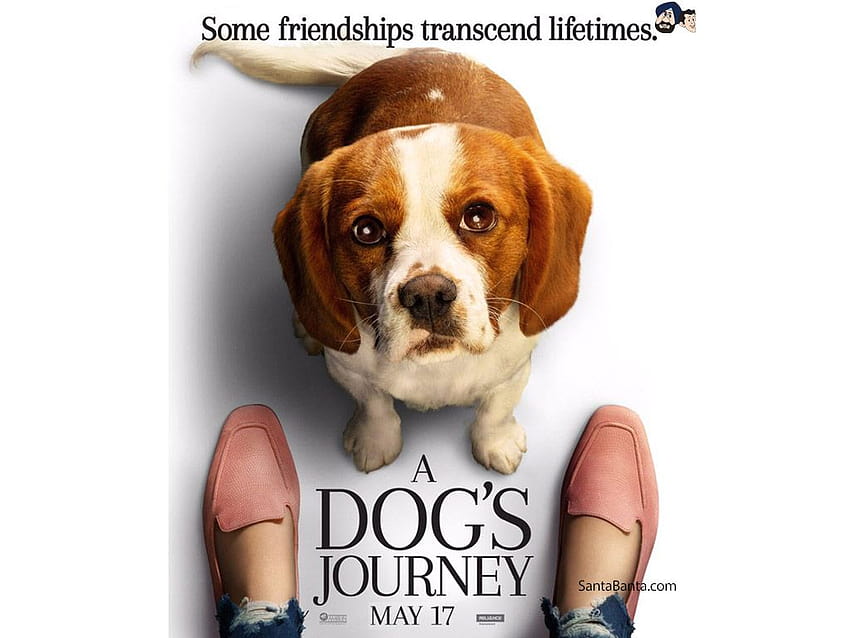 A Dogs Journey Movie, a dogs purpose HD wallpaper | Pxfuel