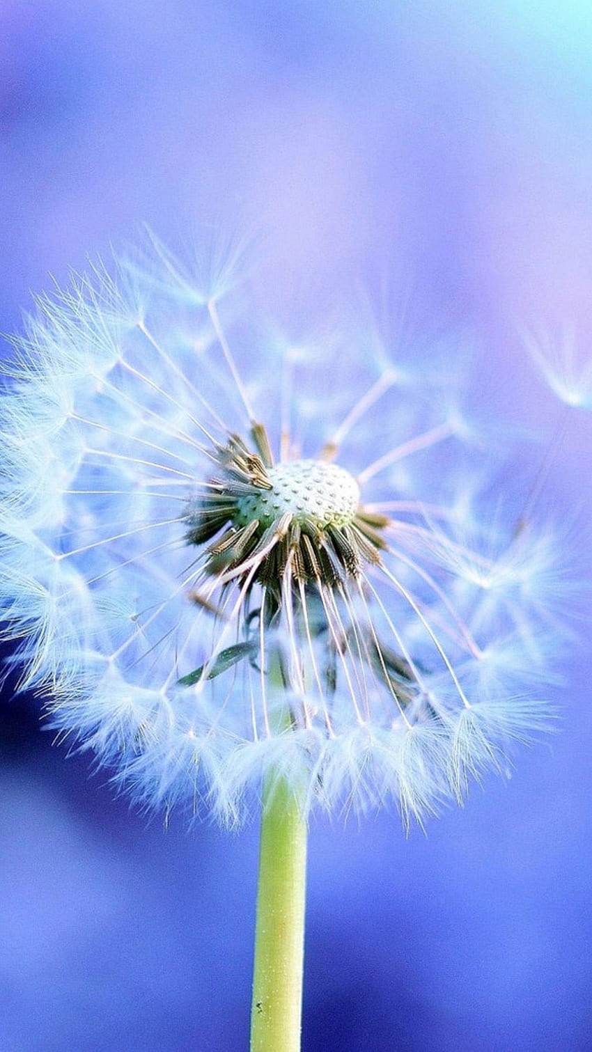 Pure Blowing Dandelion Blue Backgrounds iPhone 6, des choses étonnantes Fond d'écran de téléphone HD