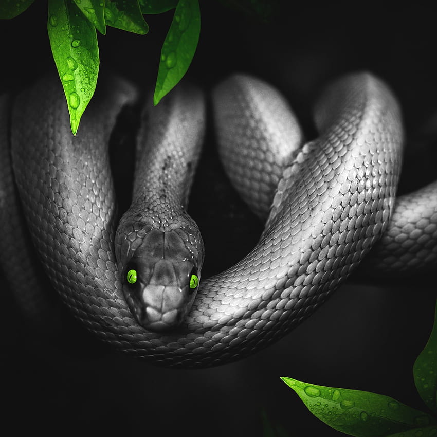 Snake, Reptile, Dark, Green eyes, Jungle, Animals, green and gray snake ...