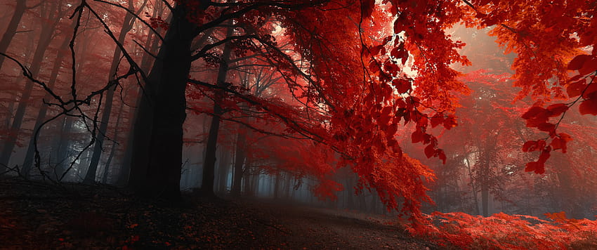 秋の森ウルトラワイド、 高画質の壁紙