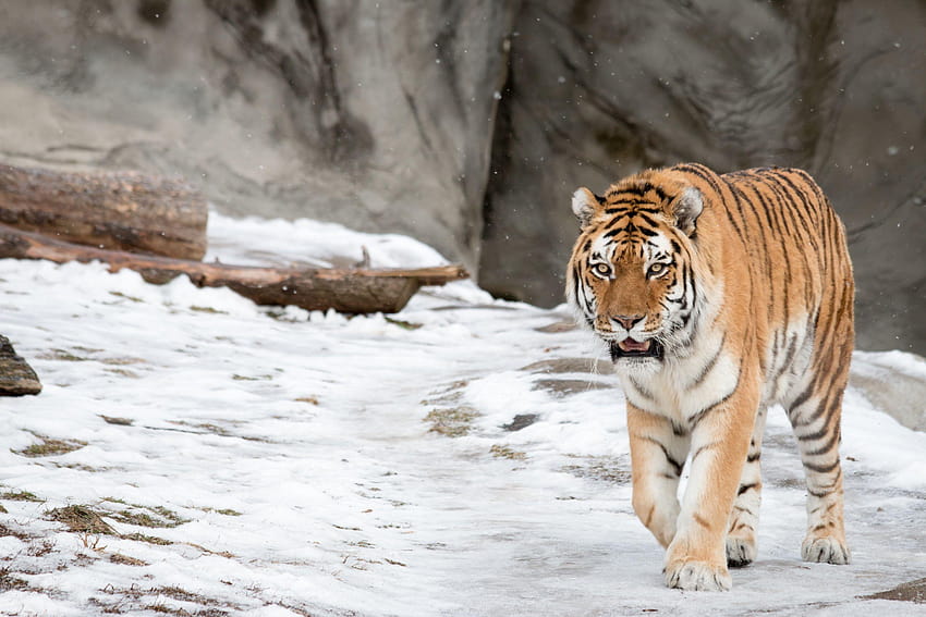Siberian Tiger, Amur Tiger, , Animals HD wallpaper