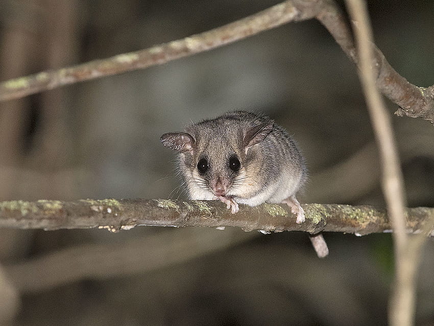 Eastern Pygmy, pygmy possum HD wallpaper