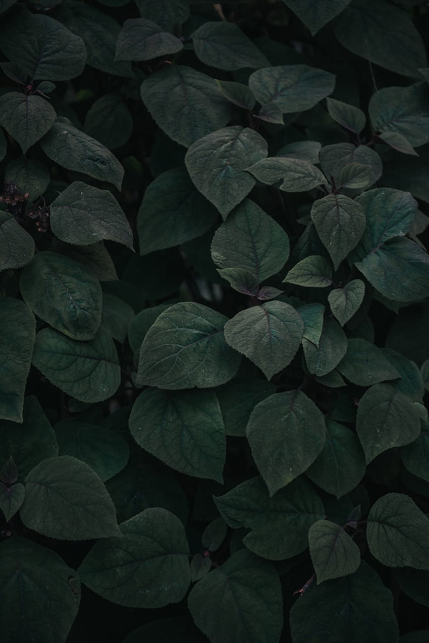 55 Dark Leaf, hojas oscuras estéticas fondo de pantalla del teléfono
