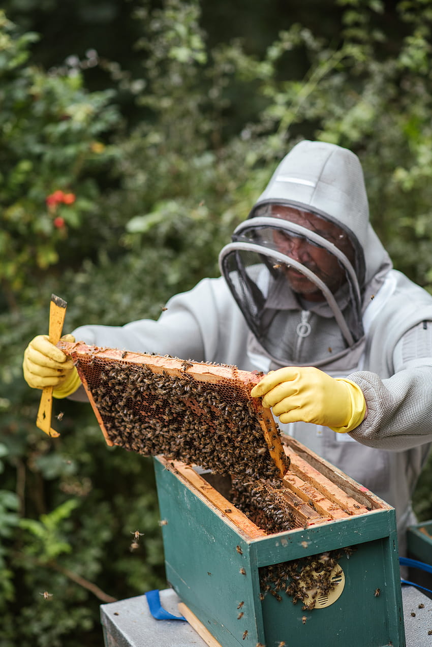 10 Najlepszy pszczelarz ·, pszczelarstwo Tapeta na telefon HD