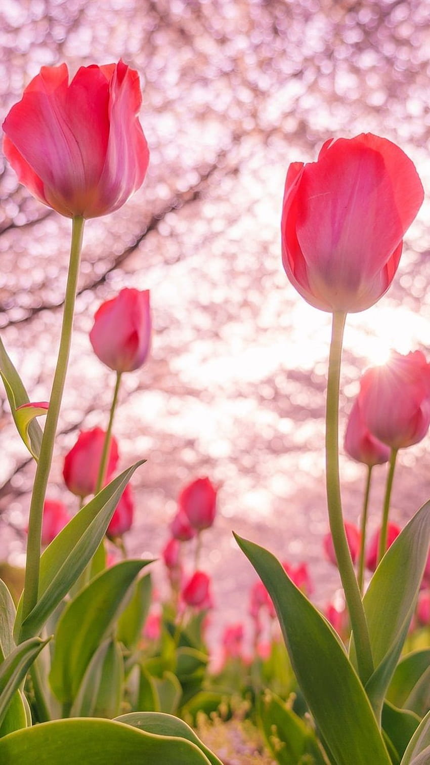 Rosa blühende Tulpen, Bäume, Frühling 750x1334 iPhone 8/7/6/6S, iphone Tulpen HD-Handy-Hintergrundbild