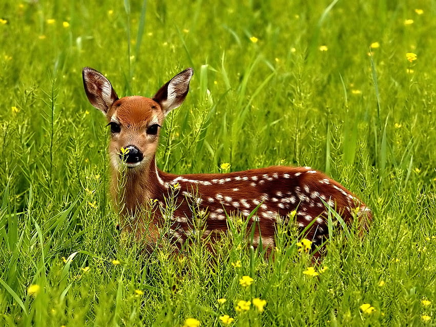 dear ,vertebrate,wildlife,deer,mammal,roe deer HD wallpaper