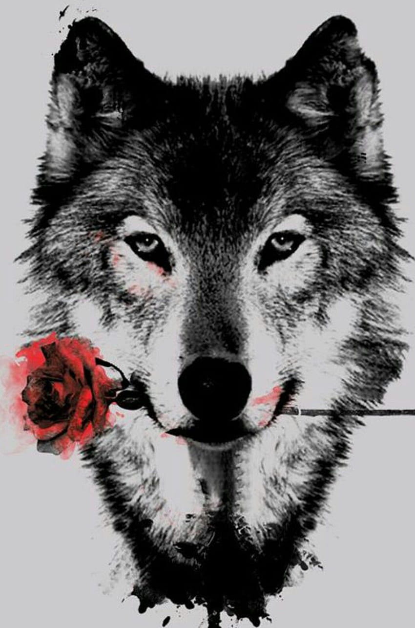 My fav wolf tattoo mez wants to get, wolf in black and white, red rose;), wolf holding a rose HD phone wallpaper