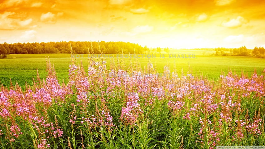 летен ден слънце цветя поле слънчева природа, летни цветя залези HD тапет