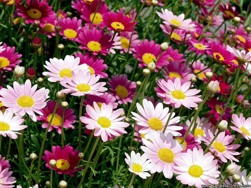 » Blumenhintergründe » Marguerite » www.dress HD-Hintergrundbild