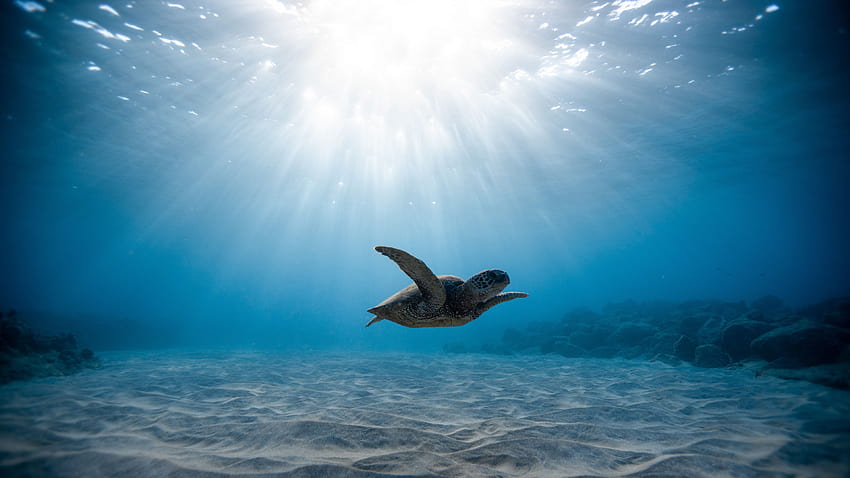 3840x2160 Meeresschildkröte, Schildkröte, Unterwasserwelt, Schwimmen u 16:9 Hintergründe, Meeresschildkröte PC HD-Hintergrundbild