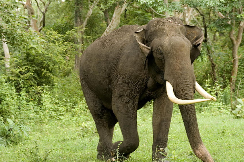 Animals Indian elephant HD wallpaper