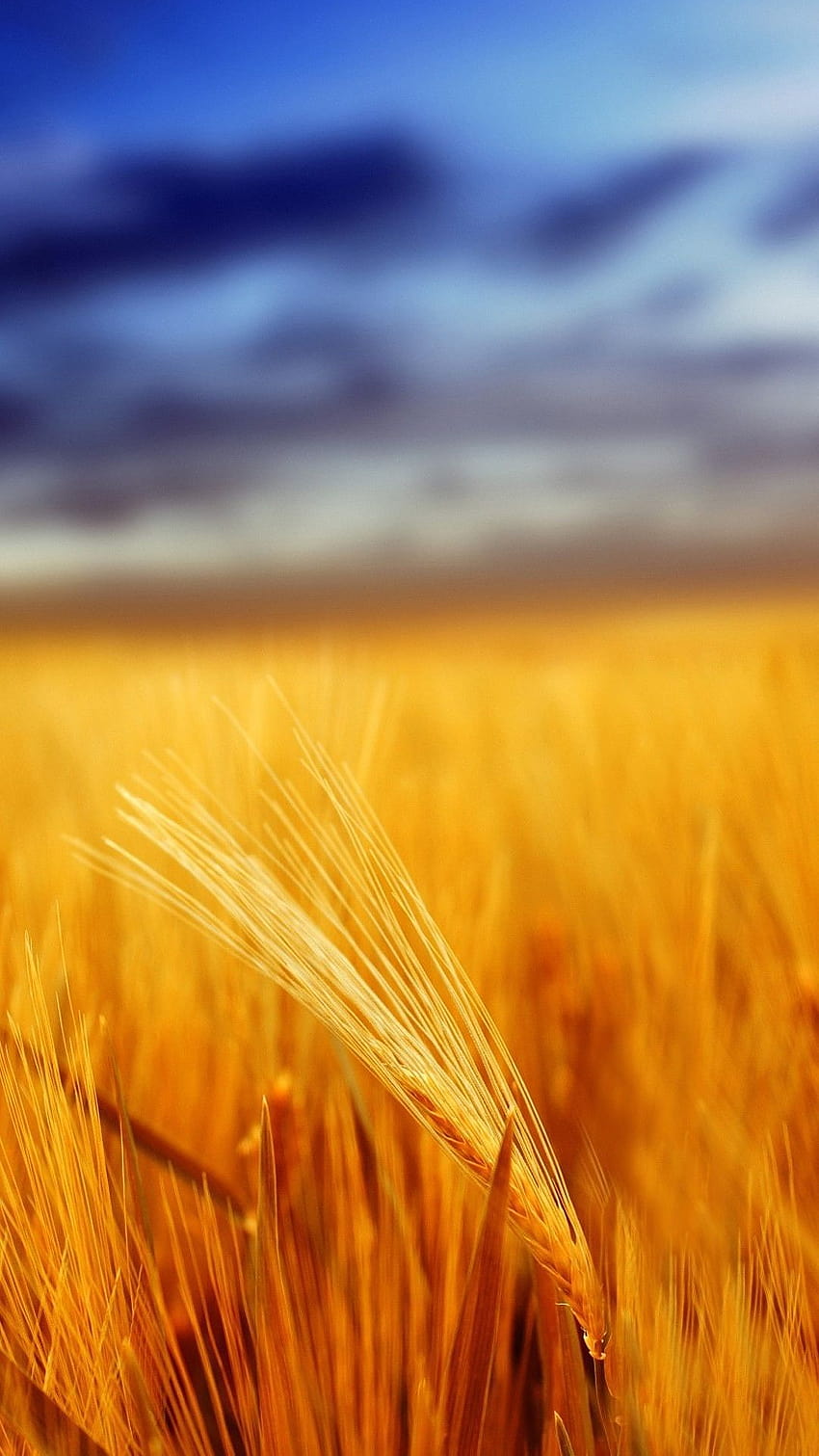 Golden Wheat Field Mobile Tapeta na telefon HD