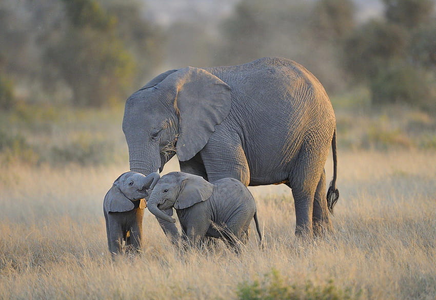 ゾウの赤ちゃんと母親の高解像度 : 動物、ゾウの赤ちゃんの飲酒 高画質の壁紙