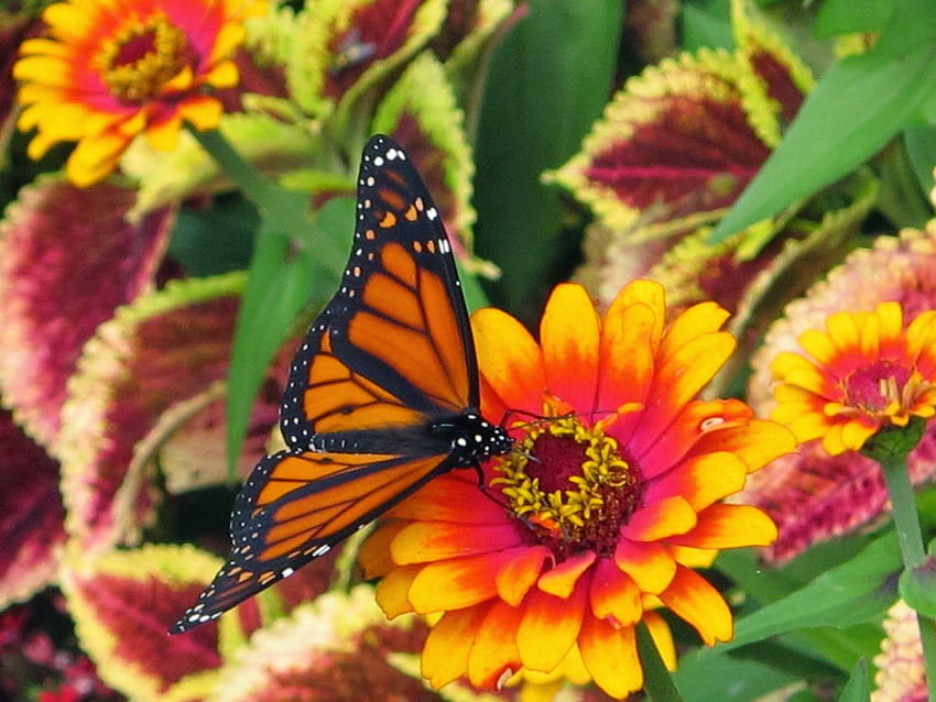 Garden Lady Linda: Countdown to Spring: Zinnias!, first day of spring HD wallpaper