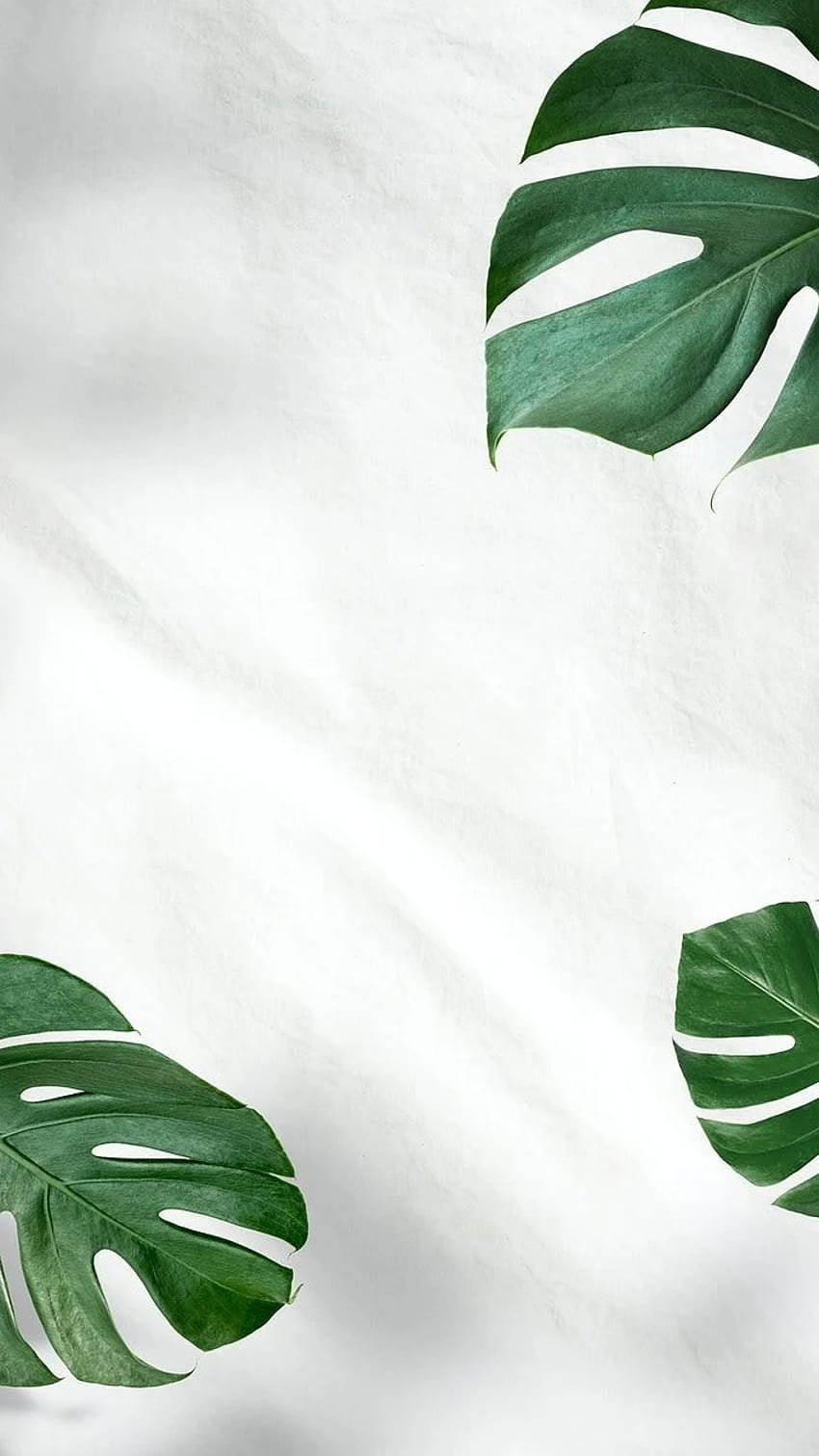 Hojas verdes de Monstera sobre s blancos, estética blanca y verde. fondo de pantalla del teléfono