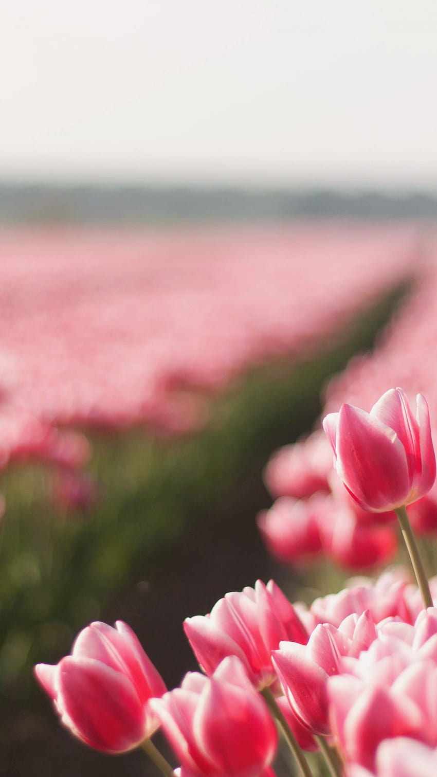 Tulip, , spring, flower, field, Nature, vertical spring flowers HD ...