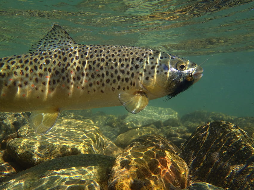 Brown Trout The rivers brown trout go [1600x1200] for your , Mobile & Tablet HD wallpaper