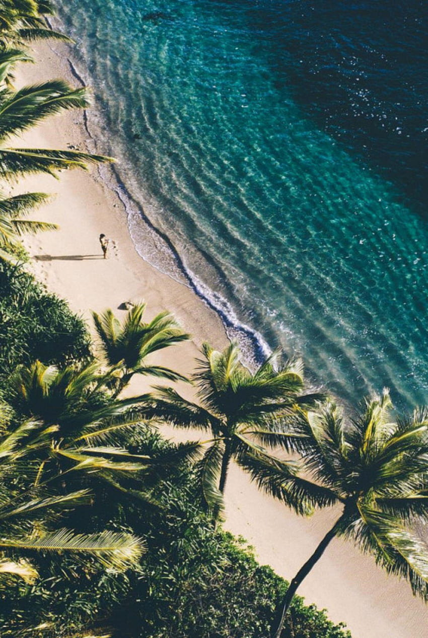palm trees iphone”的图片搜索结果, palm tree and ocean HD phone wallpaper