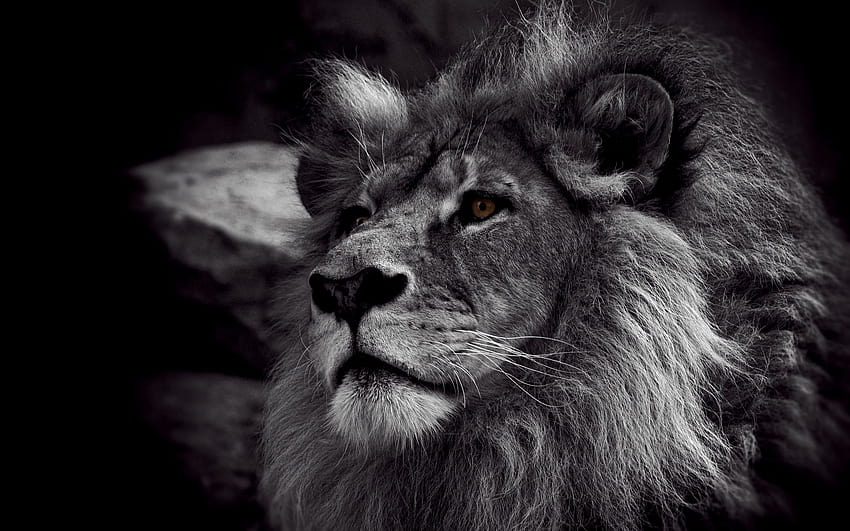 Los 4 mejores s de grafía de león en la cadera, león oscuro fondo de pantalla
