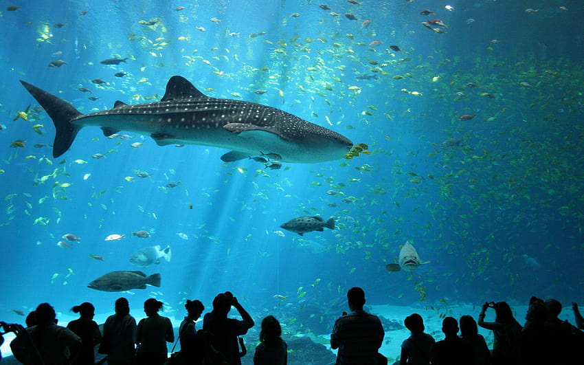 animals, Wildlife, Nature, Sea, Fish, Whale Shark, Shark, Aquarium HD wallpaper
