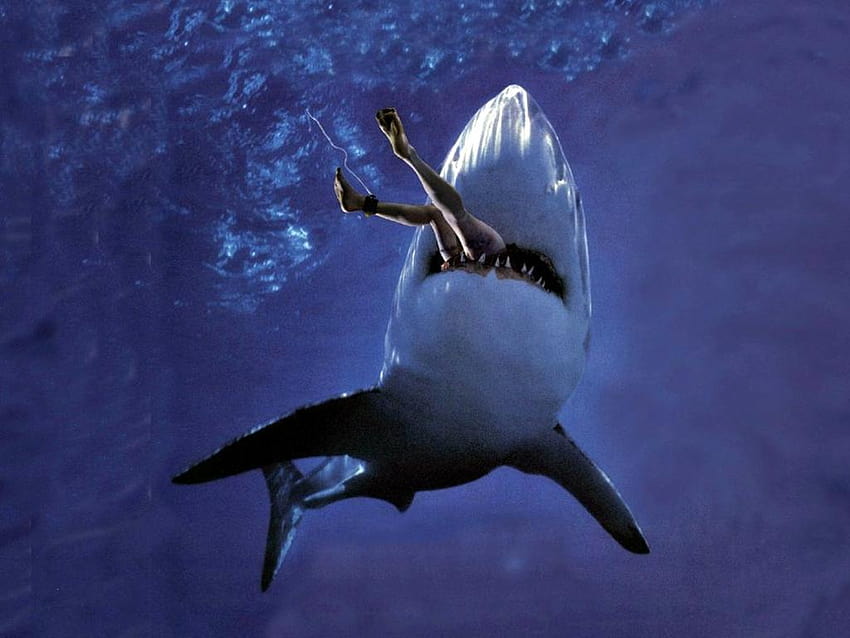 Нападение на голяма бяла акула, фонове, акула бик HD тапет