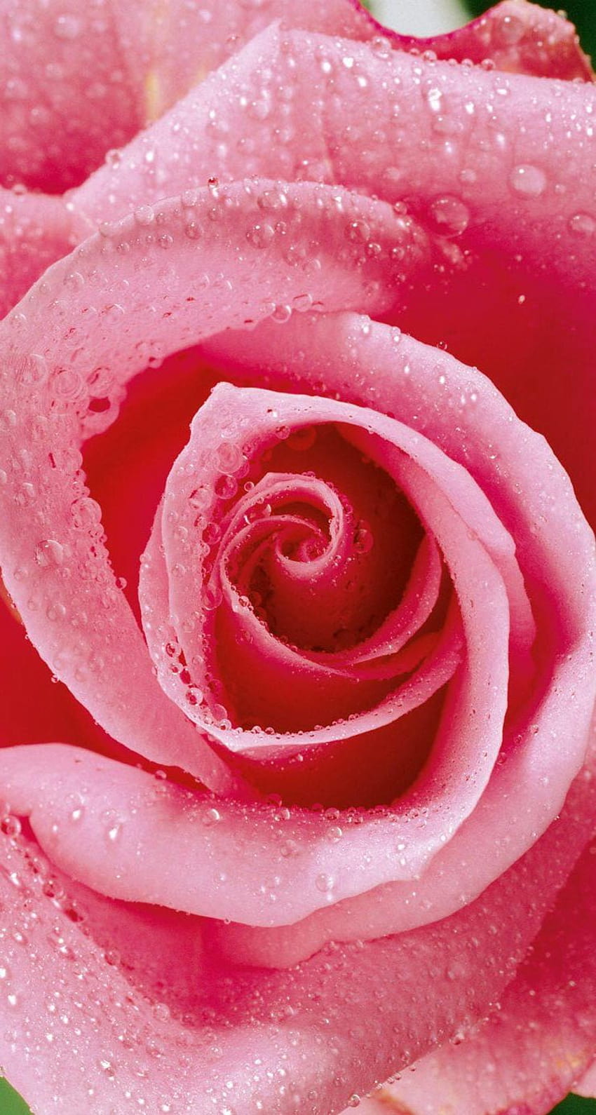 Rosa rosa y gotitas de agua, agua de rosas. fondo de pantalla del teléfono