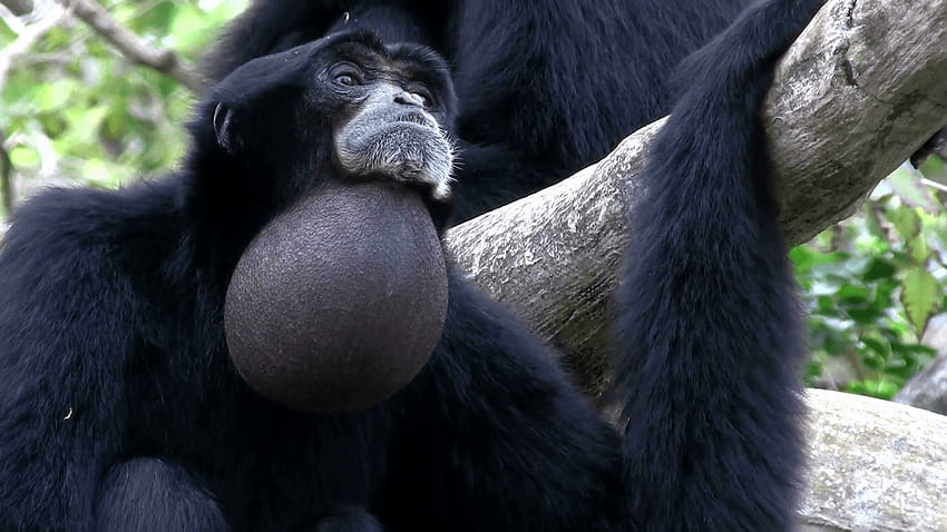 A siamang gibbon from Indonesia hangs in a tree and inflates his HD wallpaper