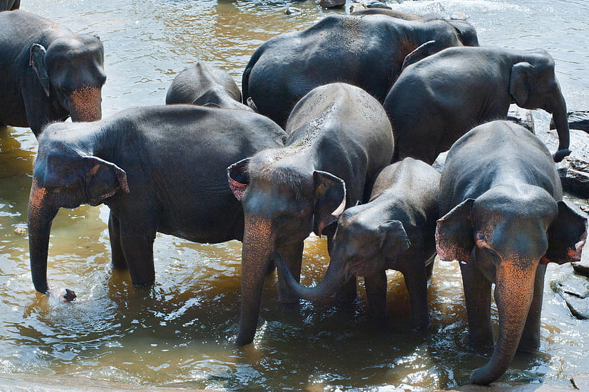 Gruppo di elefanti che bevono acqua · Magazzino, gruppo di elefanti Sfondo HD