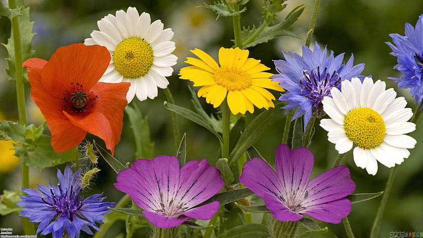 Summer flowers Open Walls Backgrounds [1920x1080] for your , Mobile & Tablet HD wallpaper